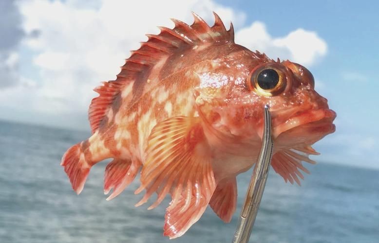 老虎魚的照片【《老虎魚照片背后的奇妙世界》**】 老虎魚的照片【《老虎魚照片背后的奇妙世界》**】 龍魚百科 第15張