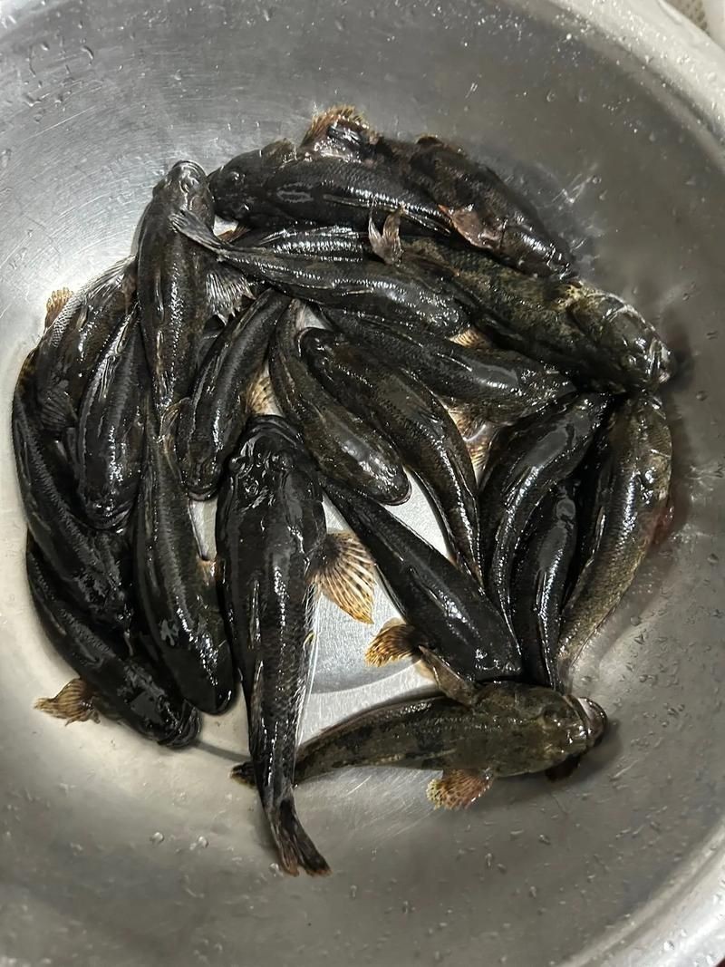 老虎魚的照片【《老虎魚照片背后的奇妙世界》**】 老虎魚的照片【《老虎魚照片背后的奇妙世界》**】 龍魚百科 第20張