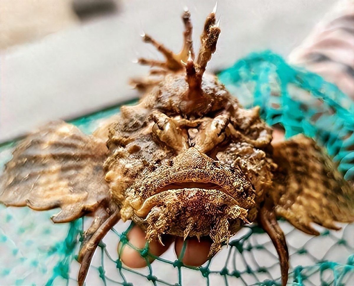老虎魚的照片【《老虎魚照片背后的奇妙世界》**】 老虎魚的照片【《老虎魚照片背后的奇妙世界》**】 龍魚百科 第27張