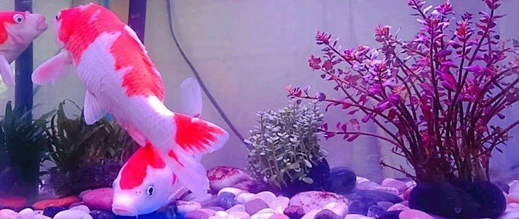水族專用鹽有哪幾種怎么用【水族專用鹽的使用方法】