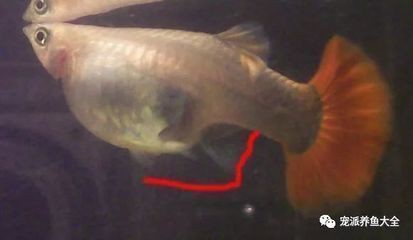 虎紋銀板魚養幾條好【虎紋銀板魚一般養幾條好，虎魚一般養幾條好,愛寵大敏子】
