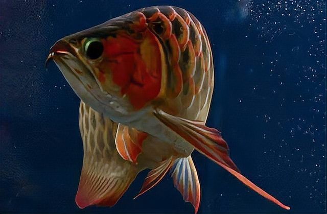印尼紅龍魚飼養(yǎng)成本大概是多少？【20萬(wàn)天價(jià)紅龍魚，在魚缸里活活淹死，男子怒找物業(yè)：給我賠錢！】