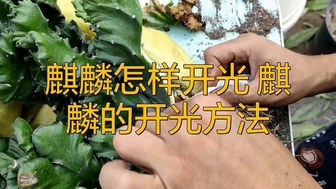金龍珠麟全亮最簡單三個步驟【《金龍珠麟全亮最簡單三個步驟》**】 金龍珠麟全亮最簡單三個步驟【《金龍珠麟全亮最簡單三個步驟》**】 龍魚百科 第1張