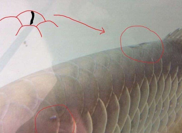 黑鱗龍魚適合用什么藥物？【養(yǎng)魚大全龍魚能用亞甲基藍(lán)嗎】