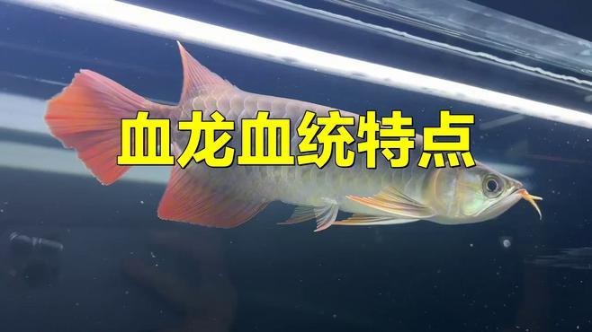 和興龍魚(yú)的血紅龍有何特點(diǎn)？【和興龍魚(yú)的血紅龍具有什么特點(diǎn)】