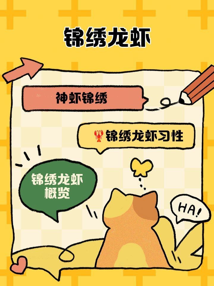 花龍是哪種龍蝦【花龍是什么魚，飼養花龍需要注意哪些事項】
