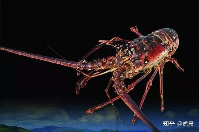 花龍是哪種龍蝦【花龍是什么魚，飼養花龍需要注意哪些事項】