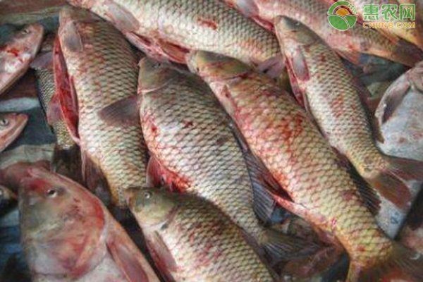 魚身上滲血是什么病【觀賞魚身上滲血是什么原因導致的魚體滲血是什么病】