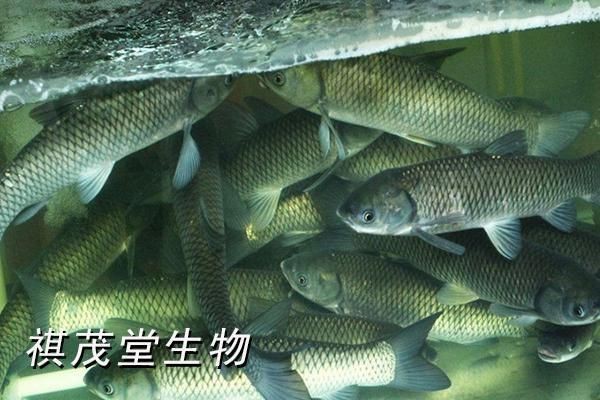 魚身上滲血是什么病【觀賞魚身上滲血是什么原因導致的魚體滲血是什么病】