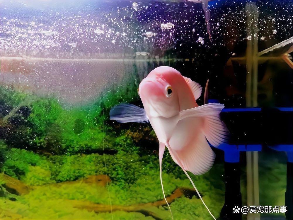 魚身上滲血是什么病【觀賞魚身上滲血是什么原因導致的魚體滲血是什么病】