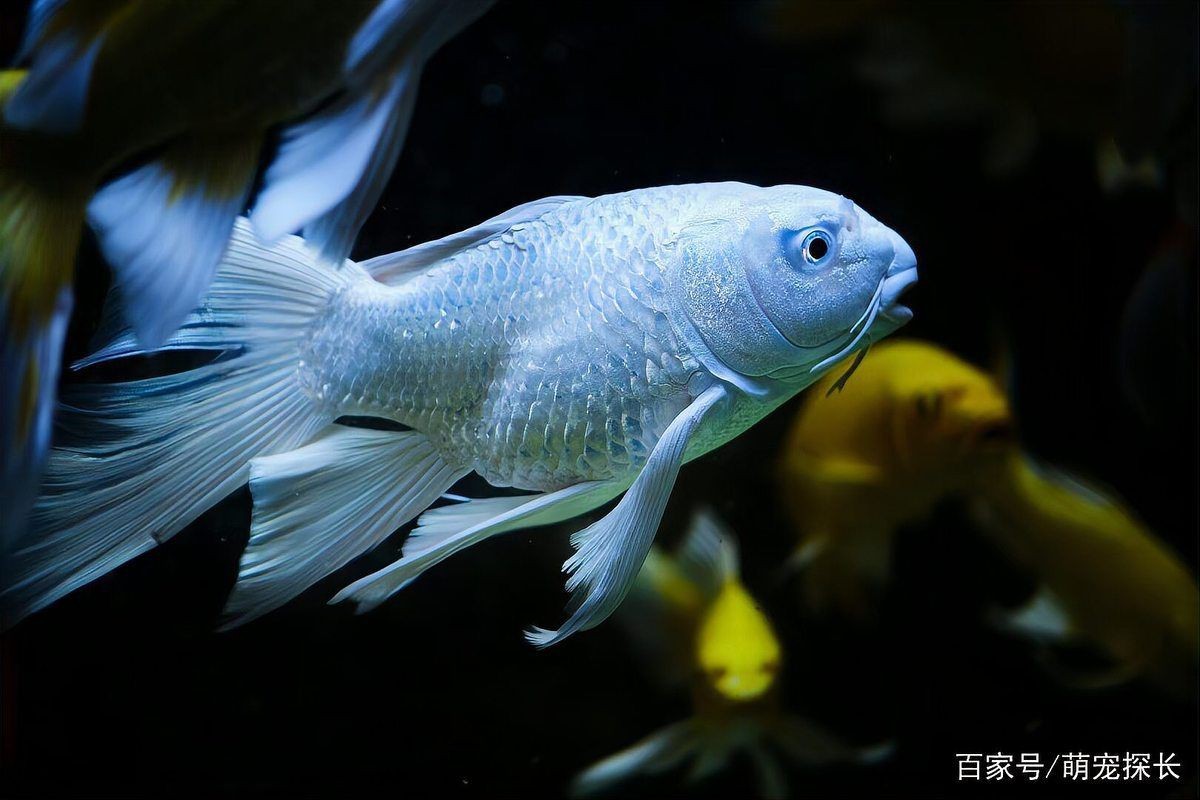 魚身上滲血是什么病【觀賞魚身上滲血是什么原因導致的魚體滲血是什么病】