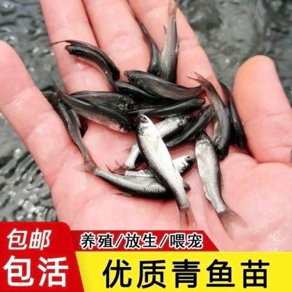 縉云漁苗價格表2023最新【縉云縣2023年漁苗市場價格分析與產業發展報告】