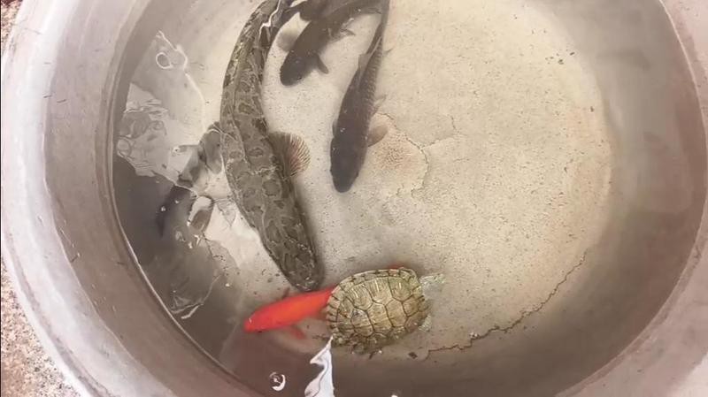 如何降低龍龜對魚類的傷害？【如何判斷龍龜是否飽食】 如何降低龍龜對魚類的傷害？【如何判斷龍龜是否飽食】 龍魚百科 第4張