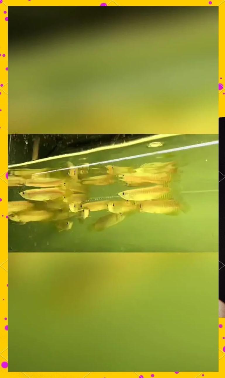 高背金龍魚還能養(yǎng)過背嗎【高背金龍魚與過背金龍魚在養(yǎng)殖上存在一定差異】