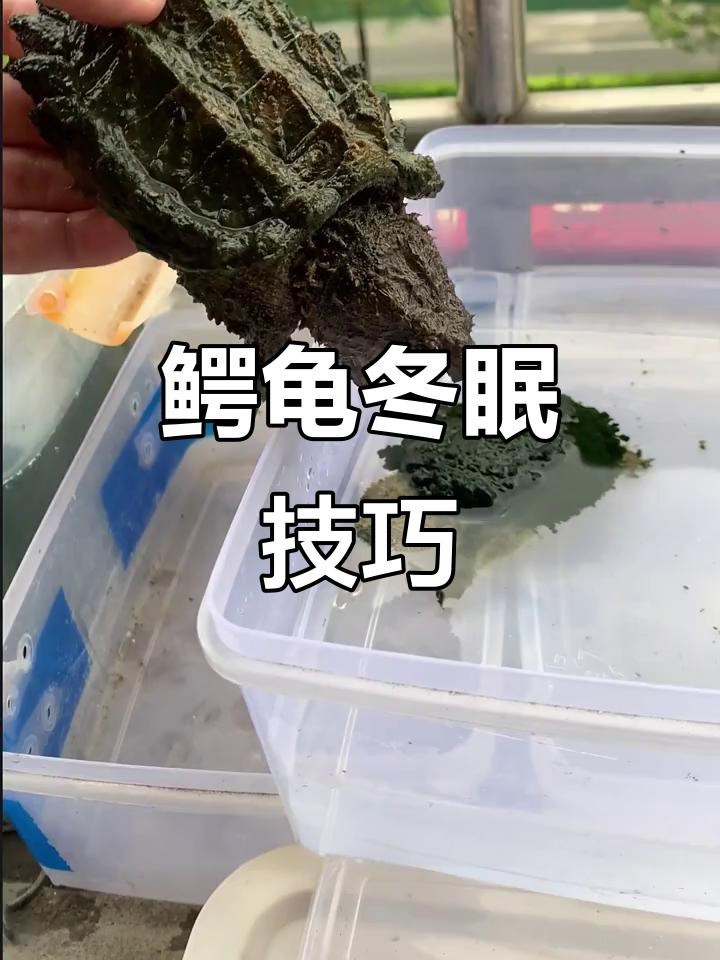 鱷龜過冬最佳方法【鱷龜怎么過冬】