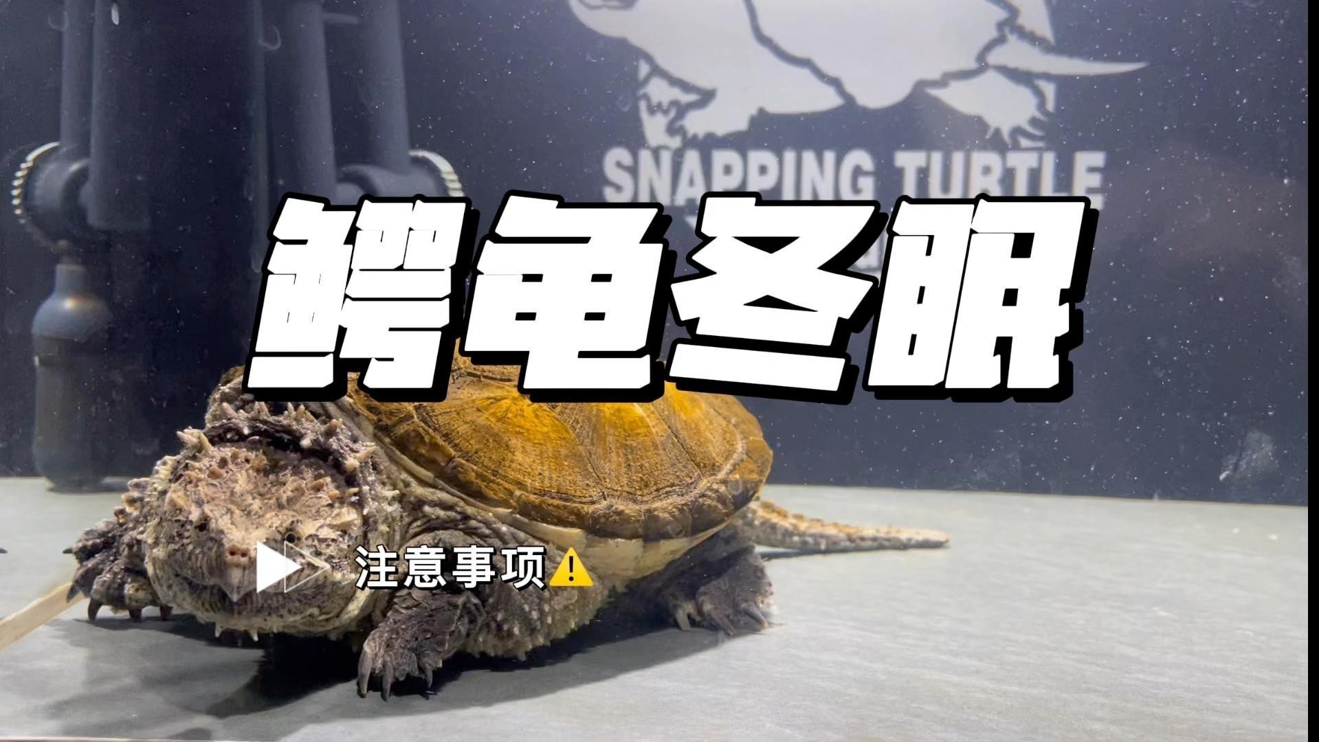 鱷龜過冬最佳方法【鱷龜怎么過冬】
