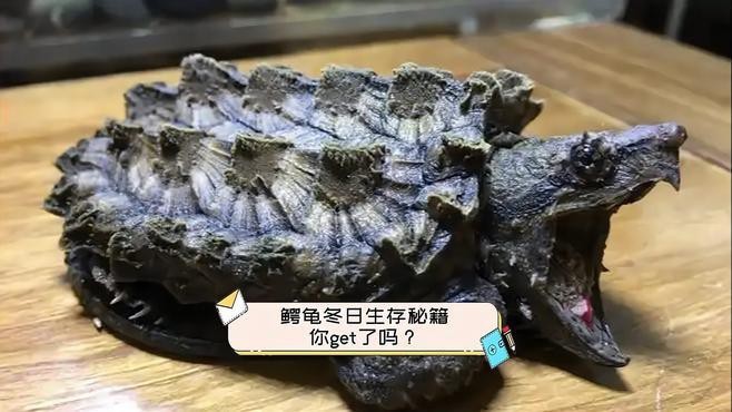 鱷龜過冬最佳方法【鱷龜怎么過冬】