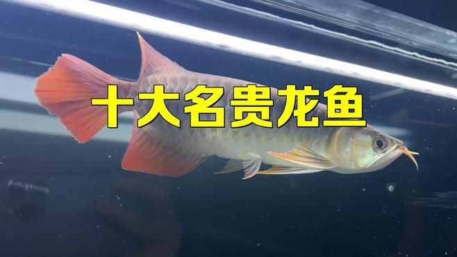 全球龍魚十大名牌【全球十大名貴龍魚品牌與品排名】 全球龍魚十大名牌【全球十大名貴龍魚品牌與品排名】 龍魚百科 第5張