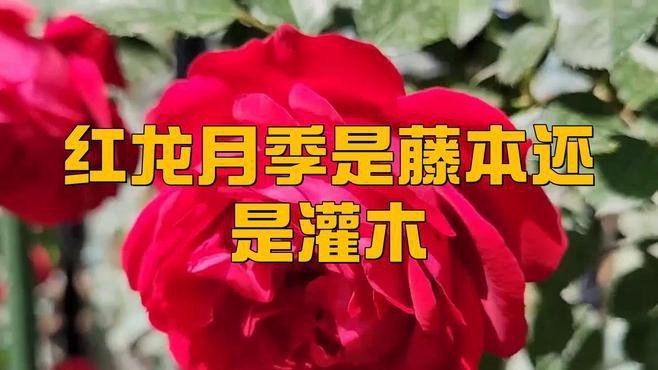 如何種植和養護月季紅龍？【月季紅龍怎么養】