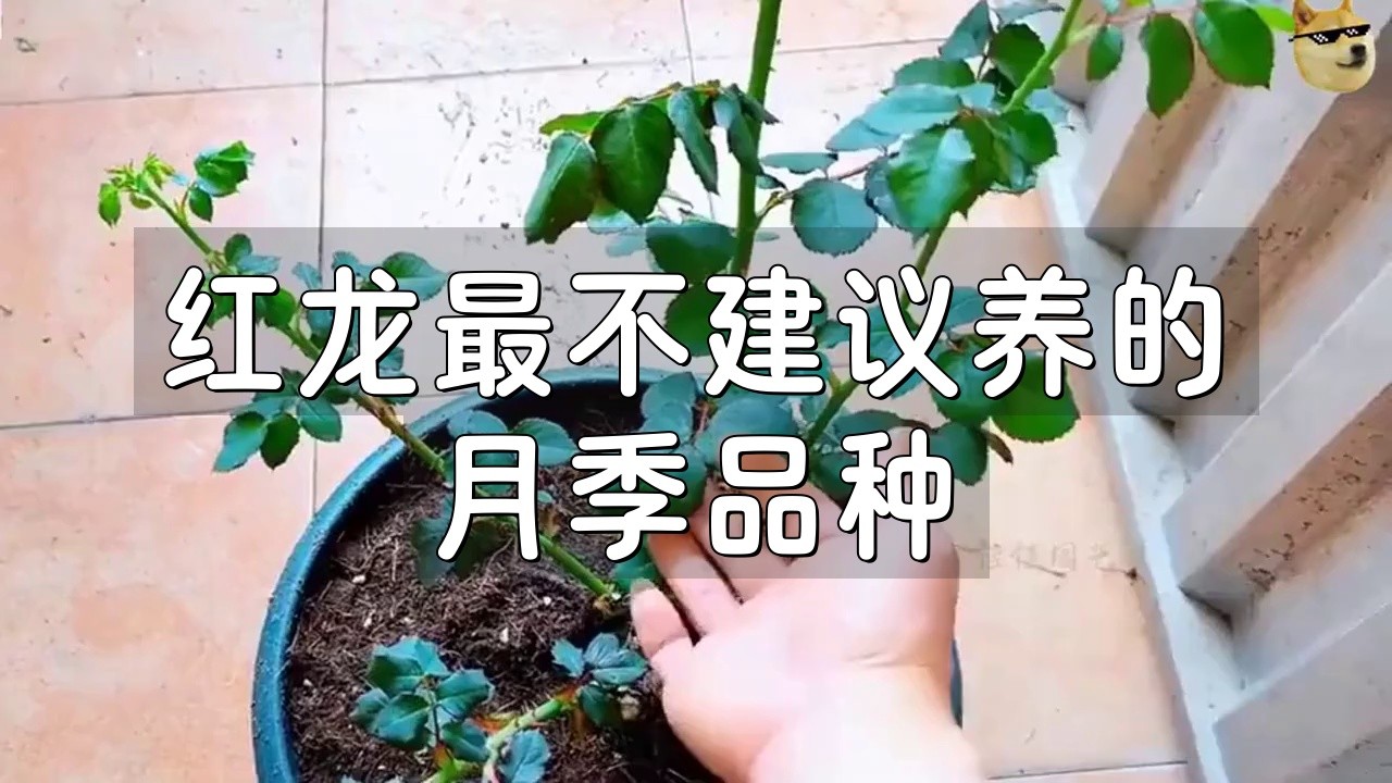 如何種植和養護月季紅龍？【月季紅龍怎么養】