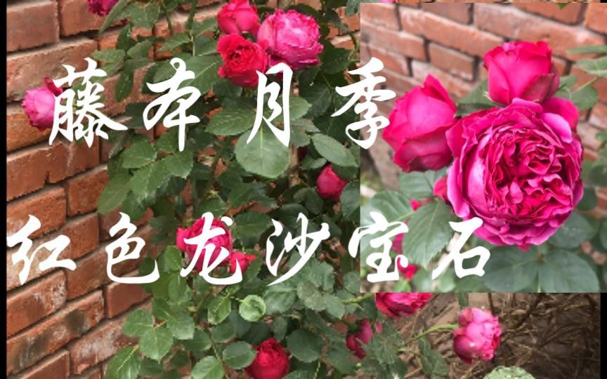 如何種植和養護月季紅龍？【月季紅龍怎么養】