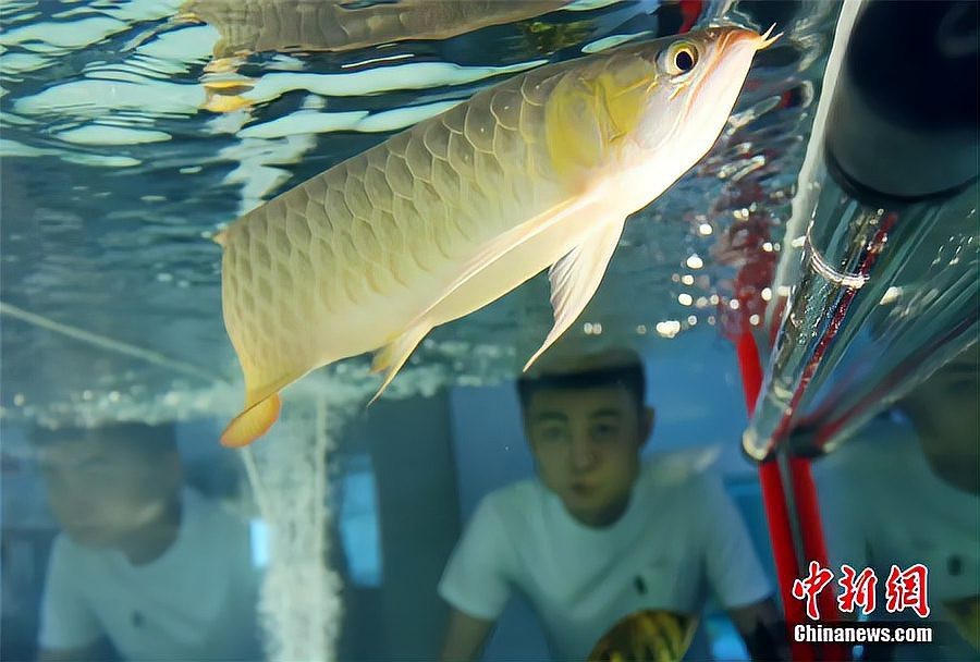 龍魚凸眼手術風險大嗎？【給龍魚“整容”是什么體驗】