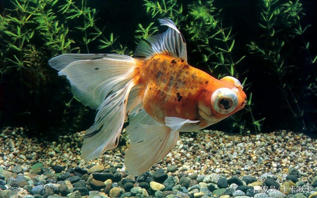 金魚尾巴爛了能自愈嗎【金魚尾巴爛了怎么辦】 龍魚百科 第5張 金魚尾巴爛了能自愈嗎【金魚尾巴爛了怎么辦】 金魚尾巴爛了能自愈嗎【金魚尾巴爛了怎么辦】 龍魚百科 第5張
