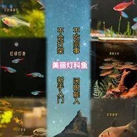 燈科魚什么品種最貴【養(yǎng)魚老道，燈科魚的價(jià)格】 燈科魚什么品種最貴【養(yǎng)魚老道，燈科魚的價(jià)格】 龍魚論壇 第4張
