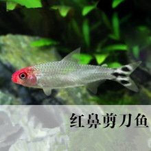 燈科魚什么品種最貴【養(yǎng)魚老道，燈科魚的價(jià)格】 燈科魚什么品種最貴【養(yǎng)魚老道，燈科魚的價(jià)格】 龍魚論壇 第5張