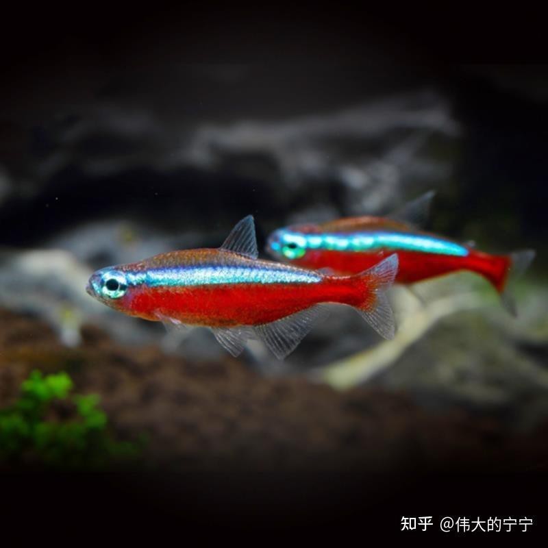 燈科魚什么品種最貴【養(yǎng)魚老道，燈科魚的價(jià)格】 燈科魚什么品種最貴【養(yǎng)魚老道，燈科魚的價(jià)格】 龍魚論壇 第2張
