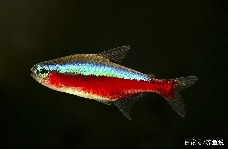 燈科魚什么品種最貴【養(yǎng)魚老道，燈科魚的價(jià)格】 燈科魚什么品種最貴【養(yǎng)魚老道，燈科魚的價(jià)格】 龍魚論壇 第6張