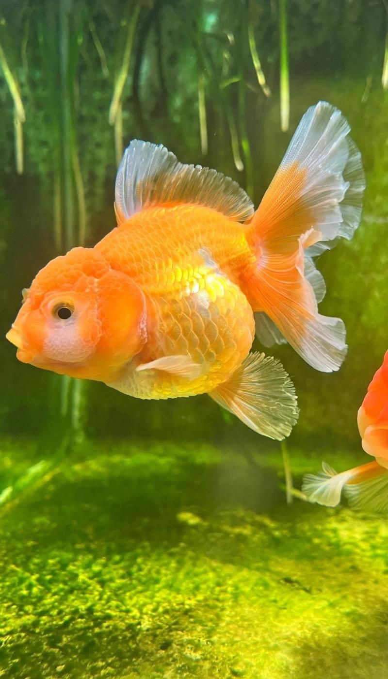 魚炸鱗用土霉素正確方法【金魚炸鱗是怎么回事怎么治療】 魚炸鱗用土霉素正確方法【金魚炸鱗是怎么回事怎么治療】 龍魚百科 第11張