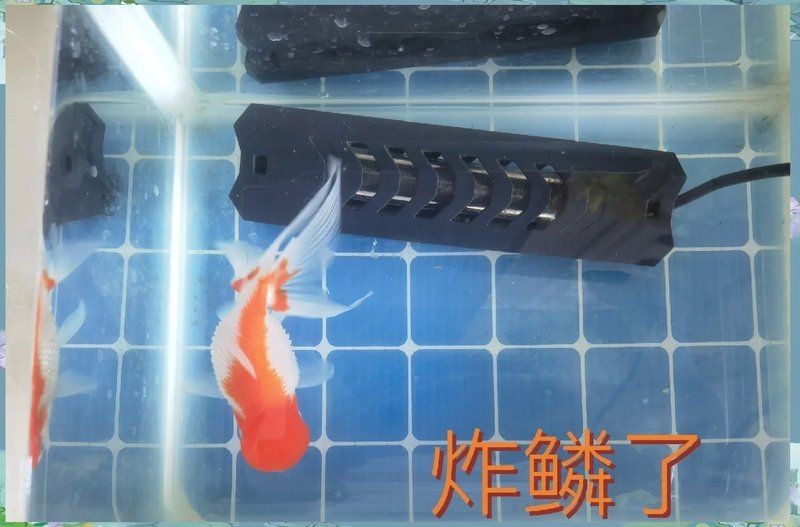 魚炸鱗用土霉素正確方法【金魚炸鱗是怎么回事怎么治療】 魚炸鱗用土霉素正確方法【金魚炸鱗是怎么回事怎么治療】 龍魚百科 第15張