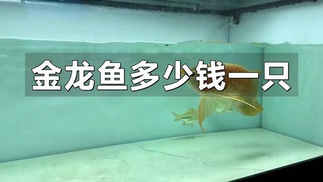 過(guò)背金龍的市場(chǎng)價(jià)格走勢(shì)【《過(guò)背金龍市場(chǎng)價(jià)格走勢(shì)分析》】