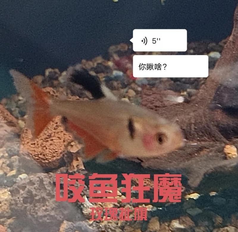 紅大鉤扯旗魚兇嗎【紅大鉤扯旗魚與玫瑰扯旗魚哪個好養】