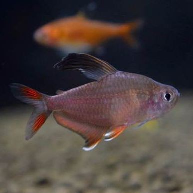 紅大鉤扯旗魚兇嗎【紅大鉤扯旗魚與玫瑰扯旗魚哪個好養】