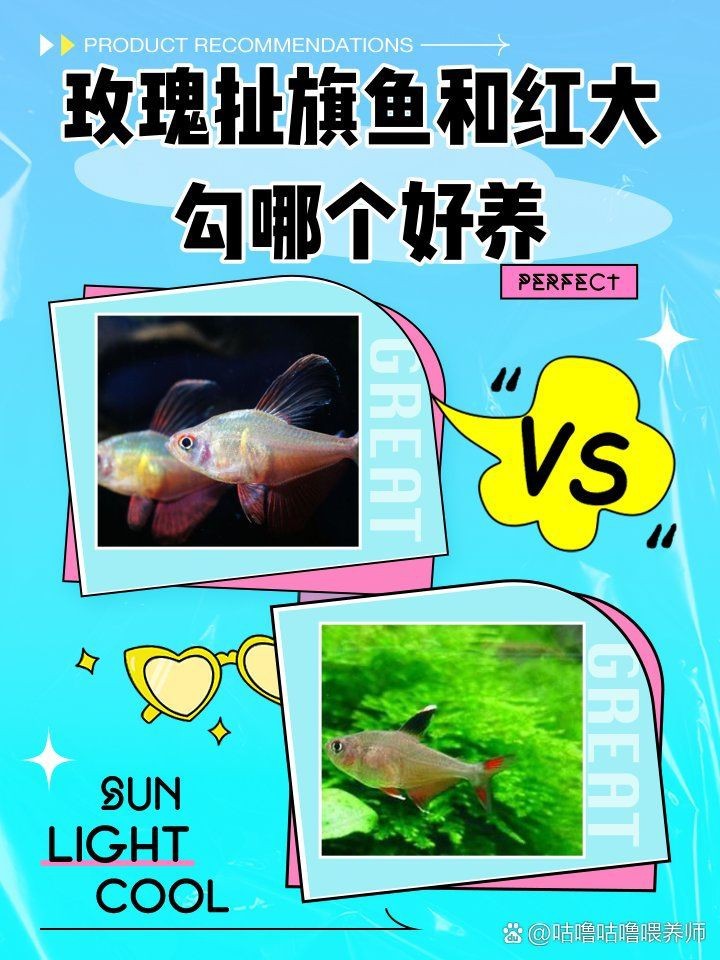 紅大鉤扯旗魚兇嗎【紅大鉤扯旗魚與玫瑰扯旗魚哪個好養】