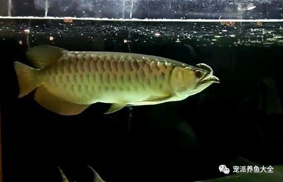龍龜混養有哪些成功案例？【龍魚與烏龜之間的“愛恨情仇”，最終或只有三種結果】