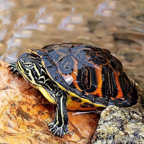 龍龜混養有哪些成功案例？【龍魚與烏龜之間的“愛恨情仇”，最終或只有三種結果】