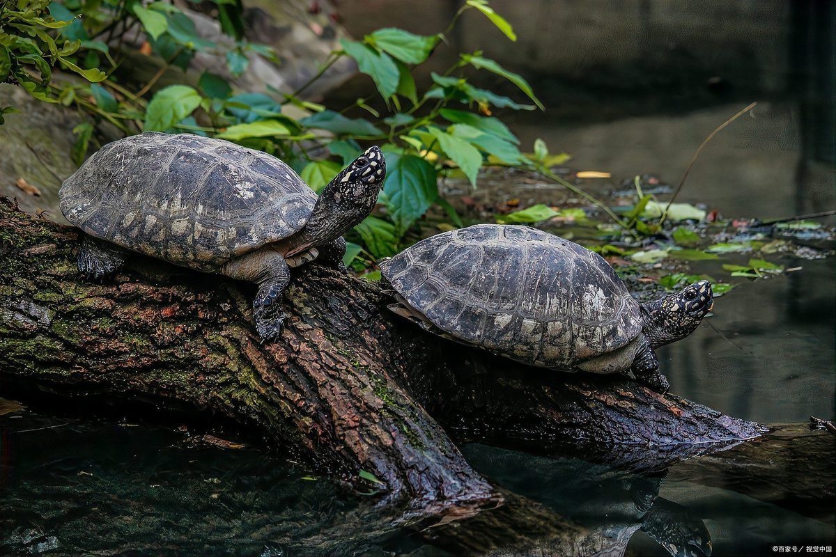 龍龜混養有哪些成功案例？【龍魚與烏龜之間的“愛恨情仇”，最終或只有三種結果】