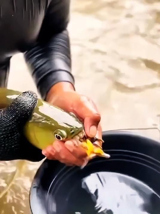 龍魚小魚苗