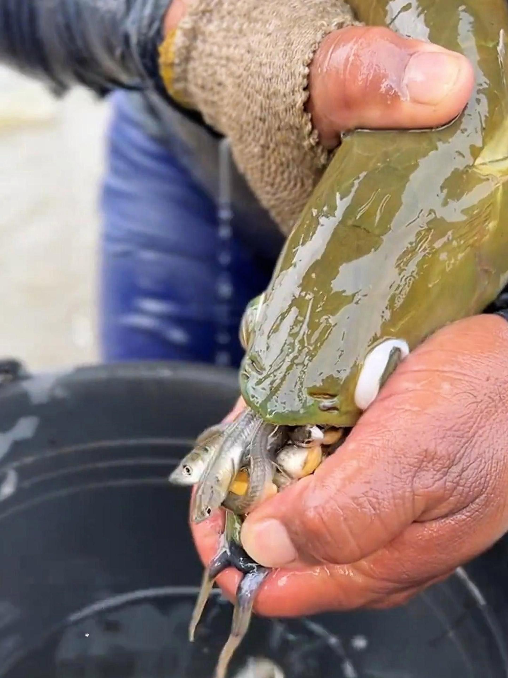 龍魚小魚苗 龍魚小魚苗 龍魚百科 第4張