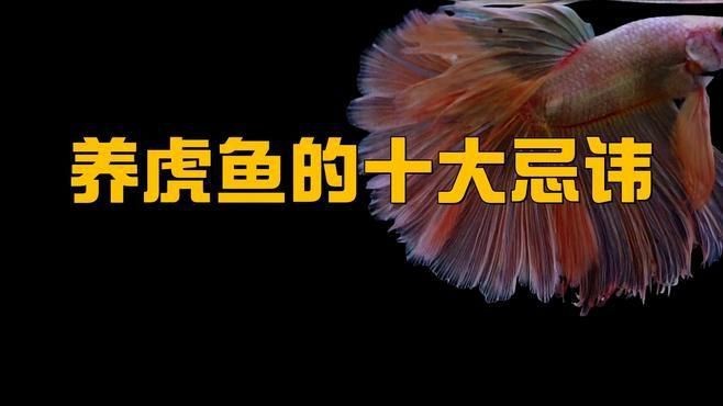 金老虎魚最忌三種魚【混養(yǎng)金老虎魚的注意事項】 金老虎魚最忌三種魚【混養(yǎng)金老虎魚的注意事項】 龍魚百科 第3張