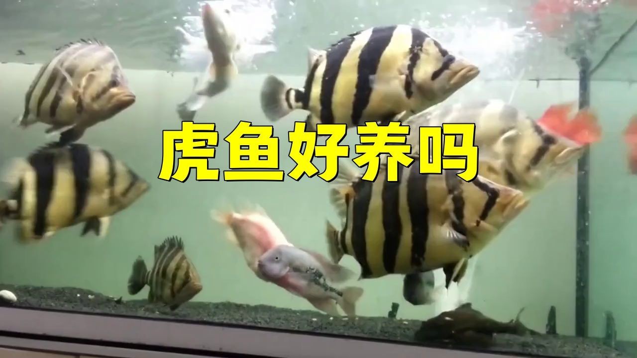 金老虎魚最忌三種魚【混養(yǎng)金老虎魚的注意事項】 金老虎魚最忌三種魚【混養(yǎng)金老虎魚的注意事項】 龍魚百科 第5張