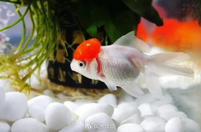 養(yǎng)五條魚5大忌【《養(yǎng)五條魚5大忌》】 養(yǎng)五條魚5大忌【《養(yǎng)五條魚5大忌》】 龍魚論壇 第4張