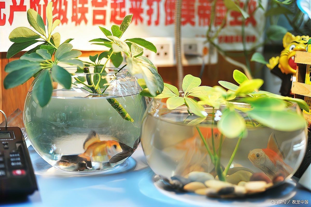 養(yǎng)五條魚5大忌【《養(yǎng)五條魚5大忌》】 養(yǎng)五條魚5大忌【《養(yǎng)五條魚5大忌》】 龍魚論壇 第5張