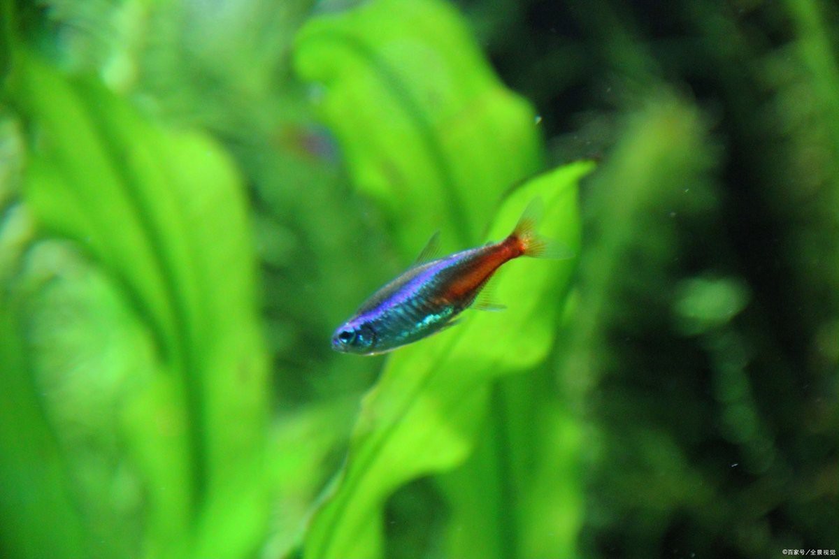 養(yǎng)五條魚5大忌【《養(yǎng)五條魚5大忌》】 養(yǎng)五條魚5大忌【《養(yǎng)五條魚5大忌》】 龍魚論壇 第8張