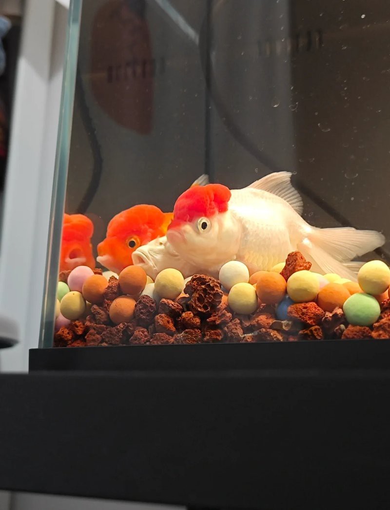 養(yǎng)五條魚5大忌【《養(yǎng)五條魚5大忌》】 養(yǎng)五條魚5大忌【《養(yǎng)五條魚5大忌》】 龍魚論壇 第9張