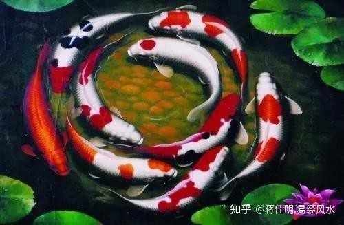 養(yǎng)五條魚5大忌【《養(yǎng)五條魚5大忌》】 養(yǎng)五條魚5大忌【《養(yǎng)五條魚5大忌》】 龍魚論壇 第11張