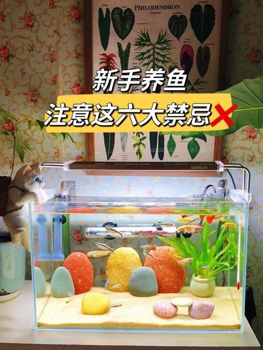 養(yǎng)五條魚5大忌【《養(yǎng)五條魚5大忌》】 養(yǎng)五條魚5大忌【《養(yǎng)五條魚5大忌》】 龍魚論壇 第10張